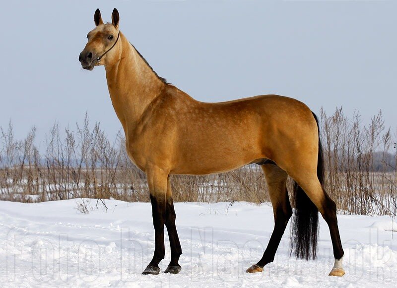 лунный аргамак - фото 2