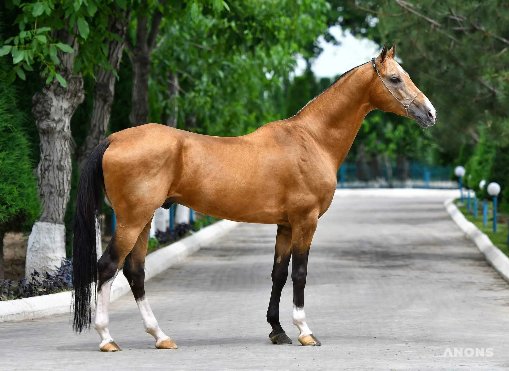 Лунный аргамак